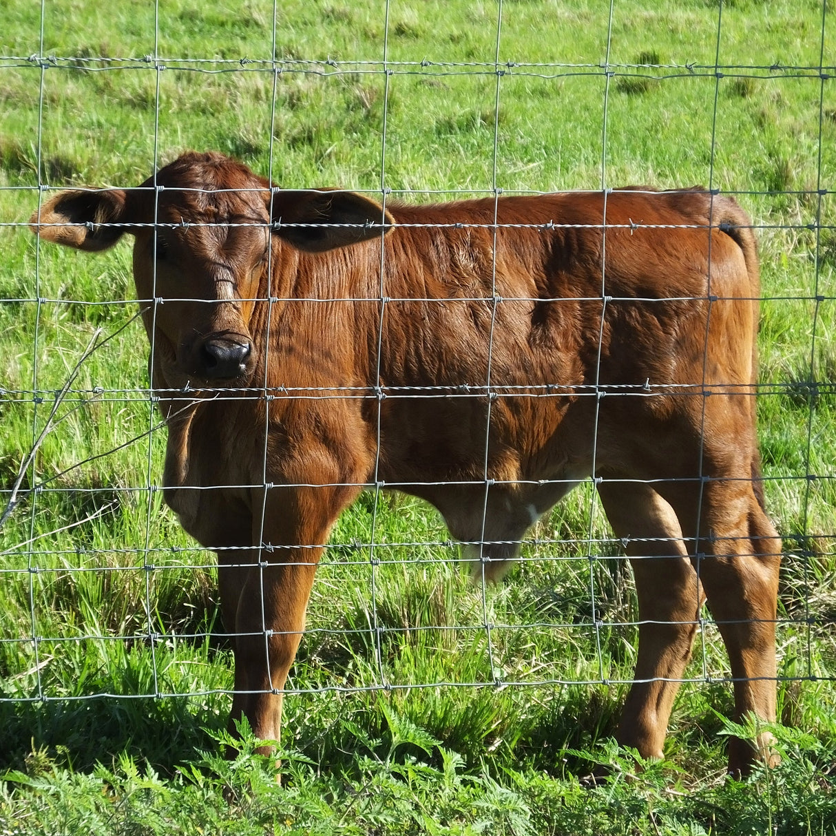 5x164 ft Advanced Weave Farm Enclosures Galvanized Farm Fence - Fab Heavy Parts