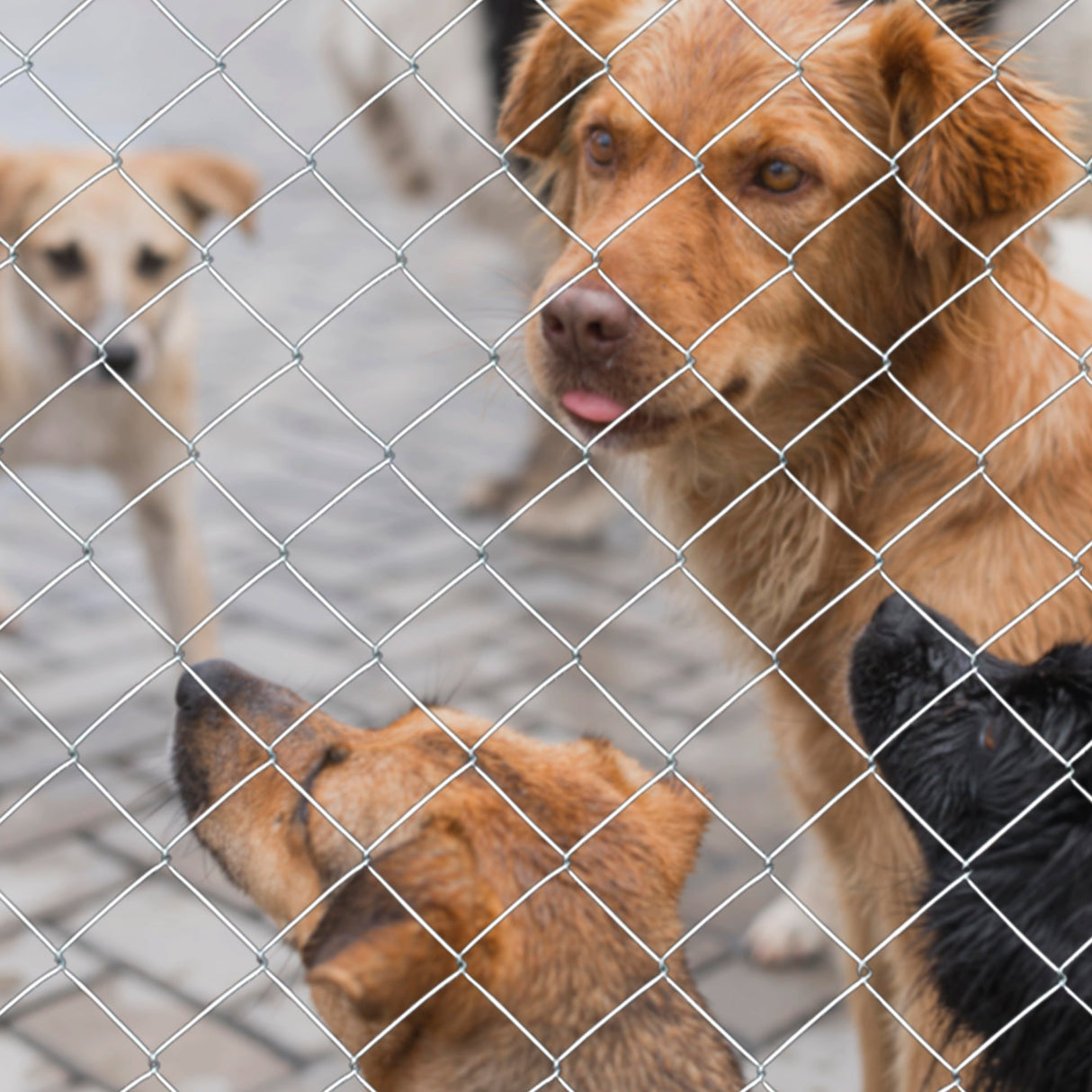 Farm Fence 5.6ft x 57ft Heavy Zinc Coating - Fab Heavy Parts