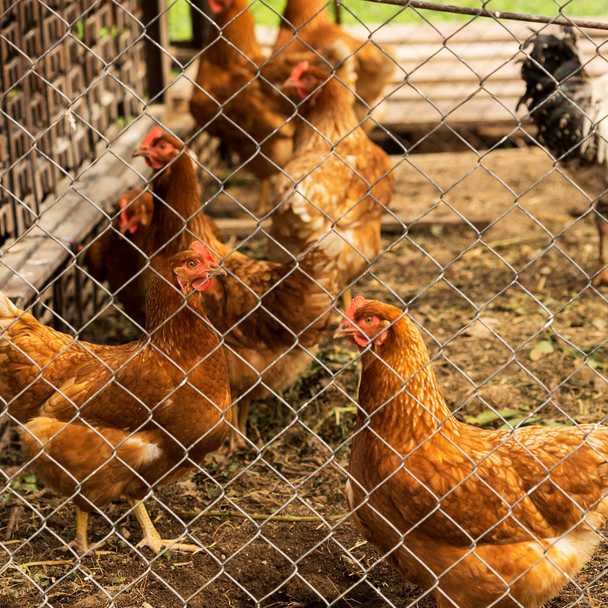Farm Fence 5.6ft x 57ft Heavy Zinc Coating - Fab Heavy Parts