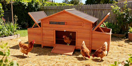 chicken coop